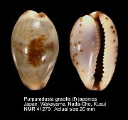 Purpuradusta gracilis (f) japonica